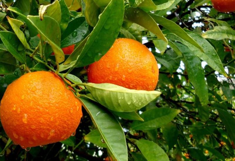 Qripə yoluxmaq istəmirsinizsə, bu meyvədən çox yeyin