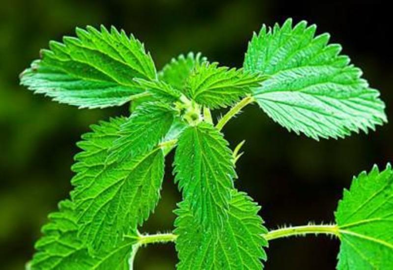 Gicitkənin faydaları