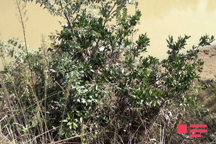 Sel Astarada üç körpünü dagıdıb