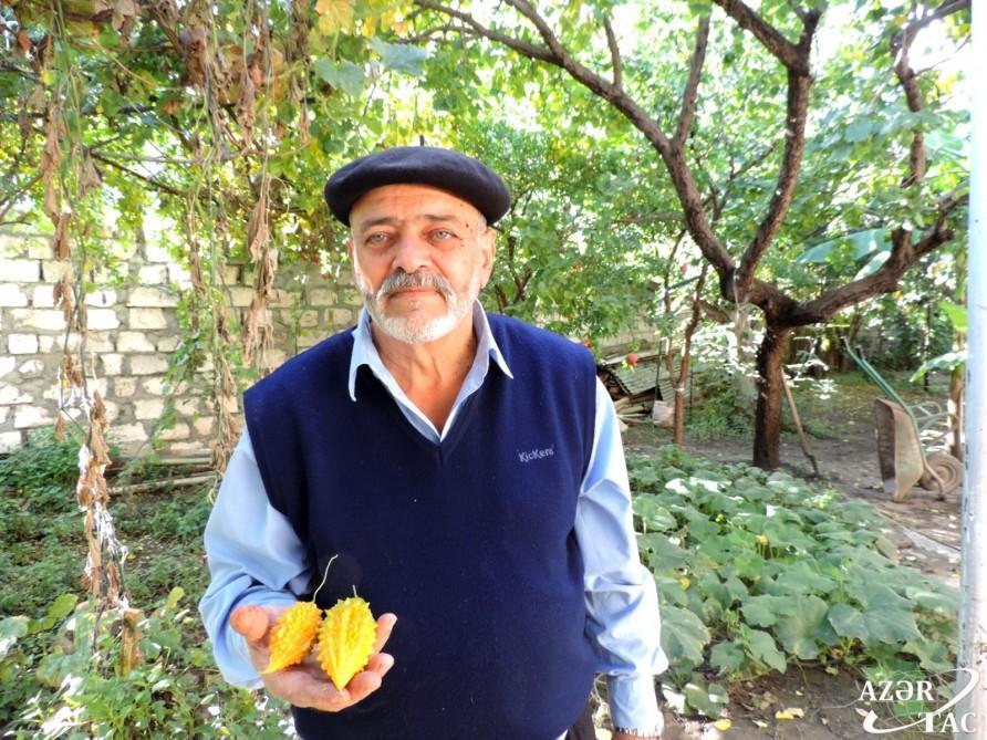 Sarmaşıq kimi əksə də, min dərdin dərmanıdır