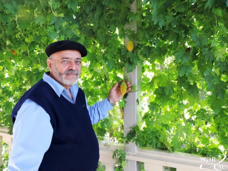 Sarmaşıq kimi əksə də, min dərdin dərmanıdır