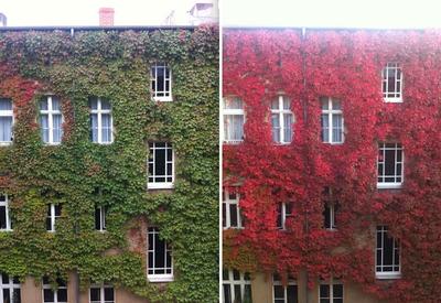 12 чарующих пейзажей, которые доказывают, что осень — гениальная художница!