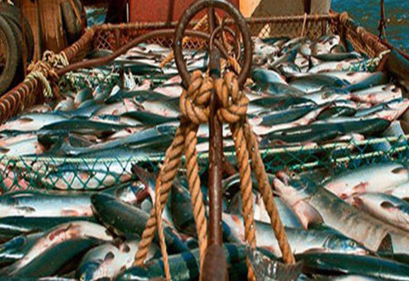 Balıqçıların nəzərinə - Xəbəriniz olsun ki...