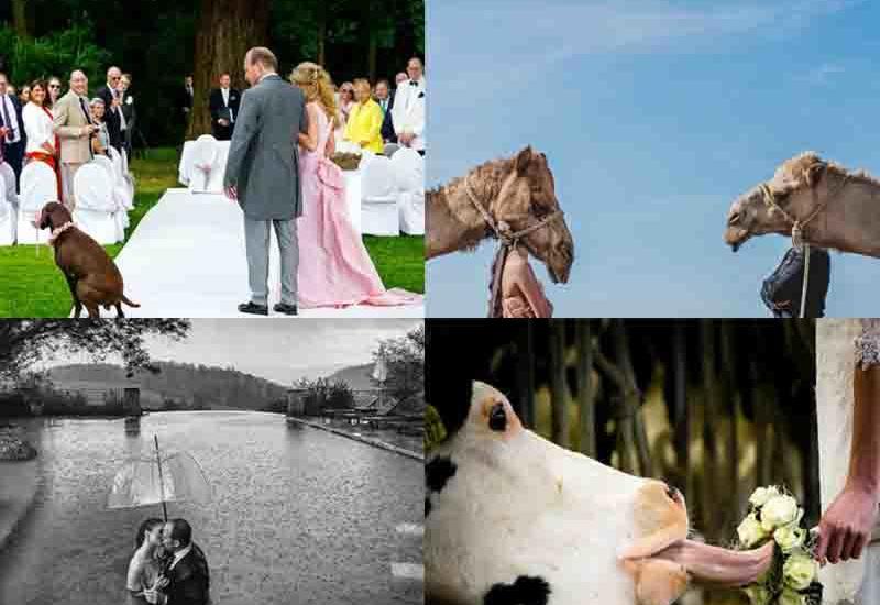 Toylardan qeyri-adi şəkillər - Belələrini görməmisiz - FOTO