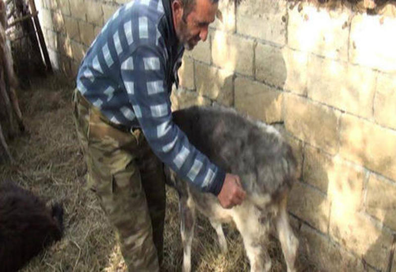 Çobanın ailəsi evdən çölə çıxa bilmir