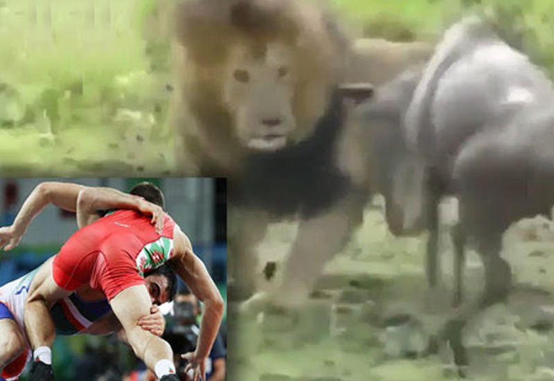 Лев отличным приемом “нокаутировал” жертву