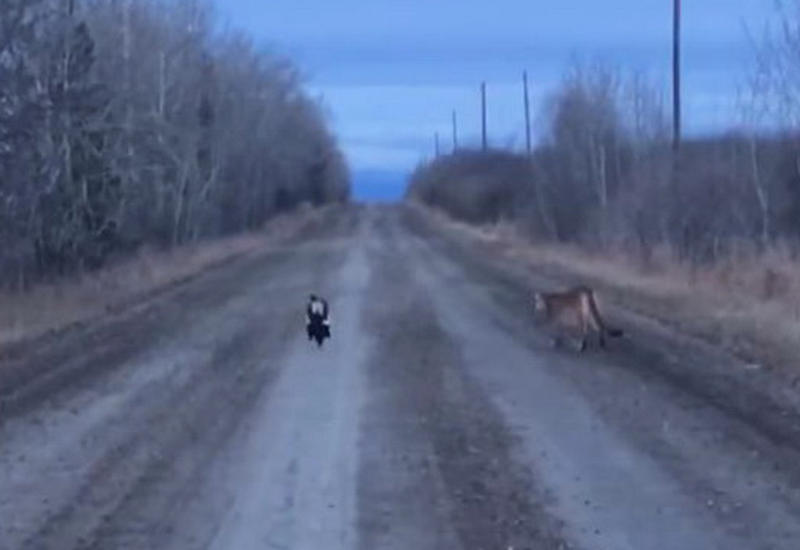 В Канаде засняли погоню скунса за горным львом