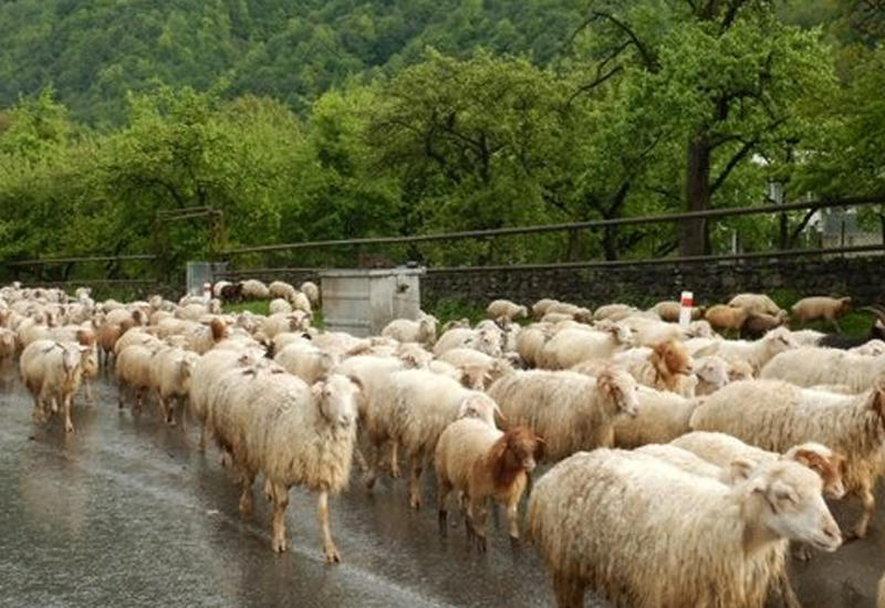 Дикие бараны устроили смертельную аварию
