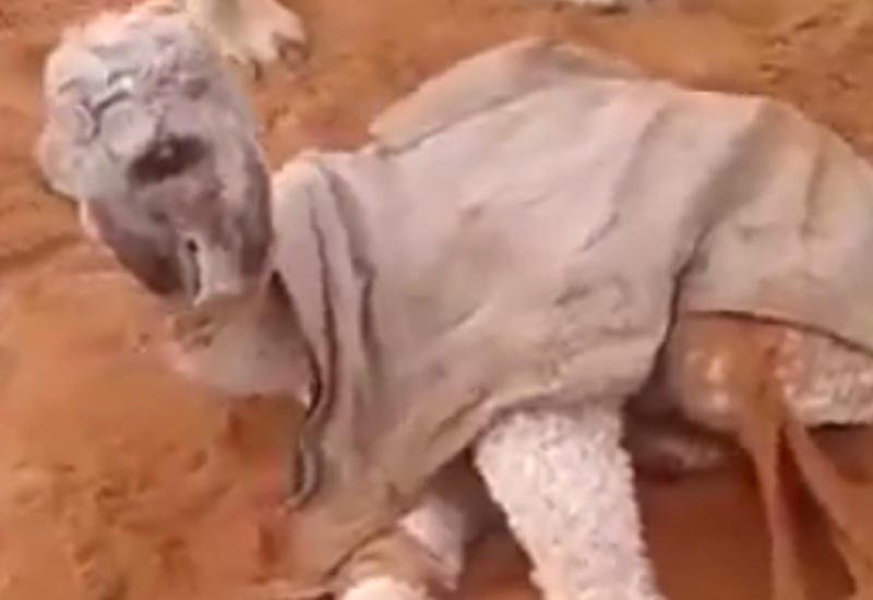 Верблюд с двумя лицами шокировал людей