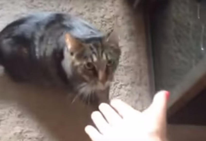 Неожиданная реакция кошки на запах другого кота на хозяйке