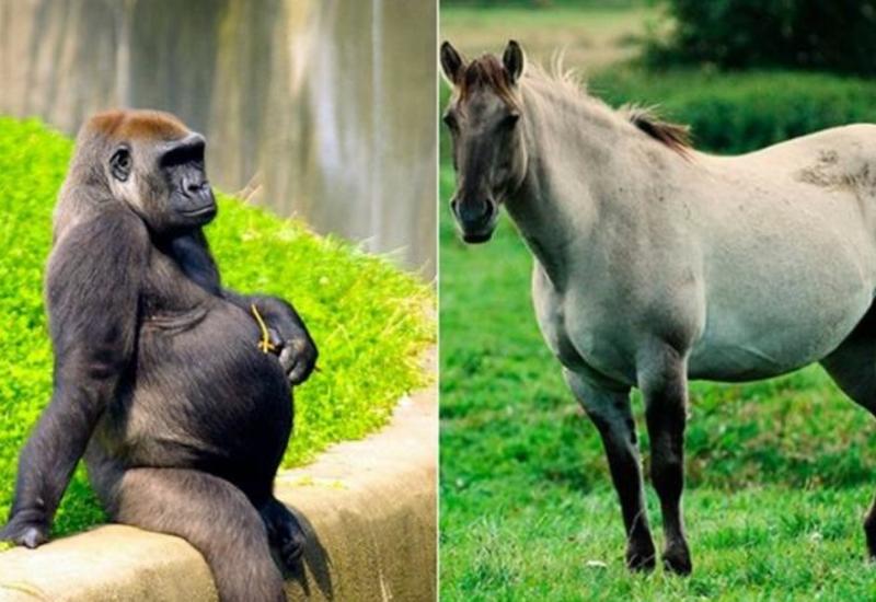 Ana olmağa hazırlaşan Fauna