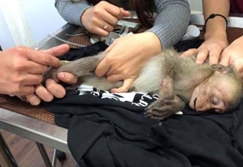 Украв у туриста стаканчик с кофе, обезьяна чуть не отравилась насмерть