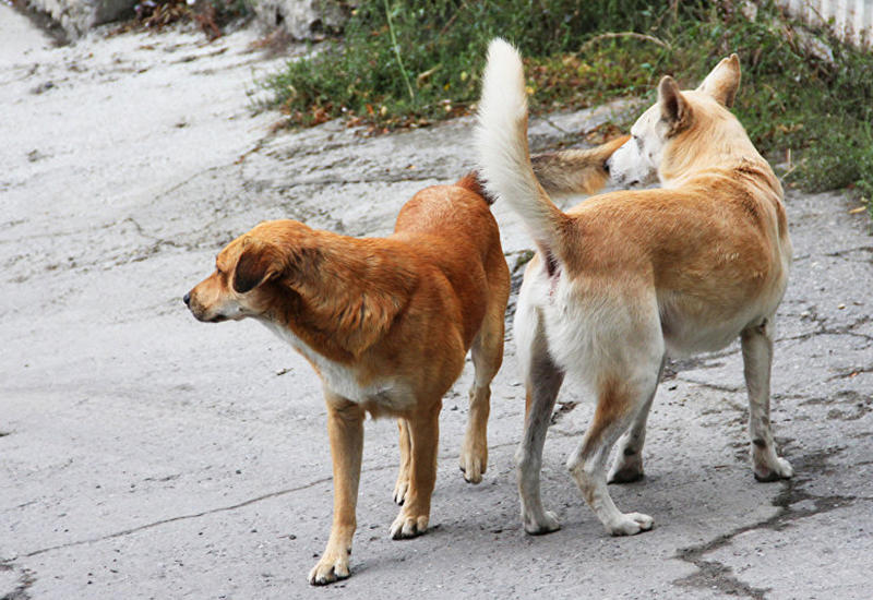 Это видео стремительно набирает популярность в Сети