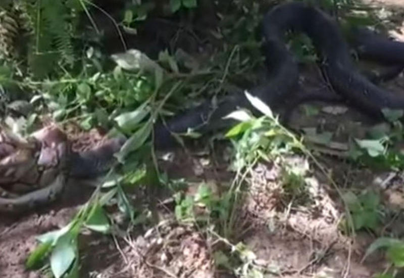 Смертельную схватку пятиметровой кобры с питоном сняли на камеры