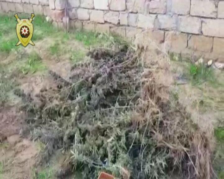 В Нардаране накрыли наркоплантацию