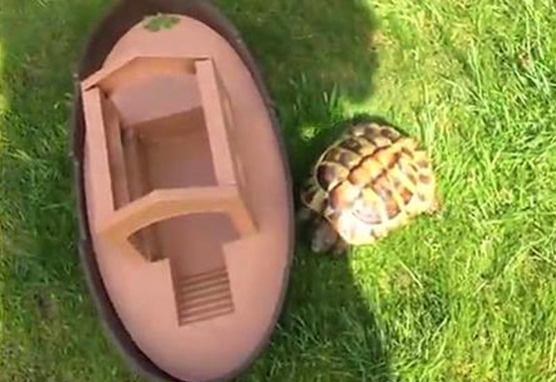 Спасая черепашку, британец не знал, что приютит настоящего монстра