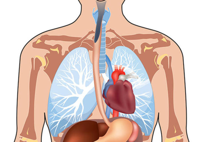 İnsan hansı orqanlar olmadan yaşaya bilər?