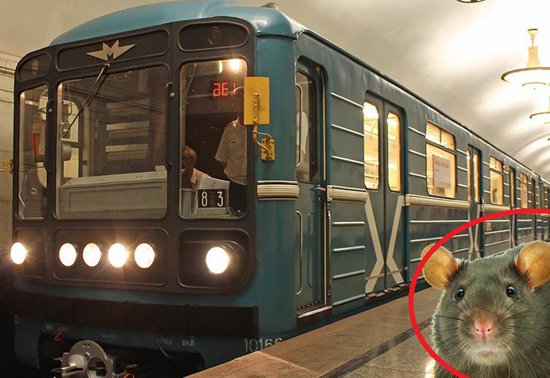 Крыса в вагоне нью-йоркского метро вызвала панику у пассажиров
