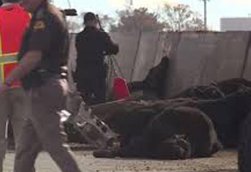 25 коров упали с моста из перевернувшегося грузовика