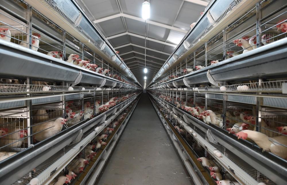 Поездка Президента Ильхама Алиева в Тертерский, Агджабединский и Сабирабадский районы