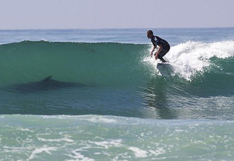 Серфер чудом выжил после встречи с акулой