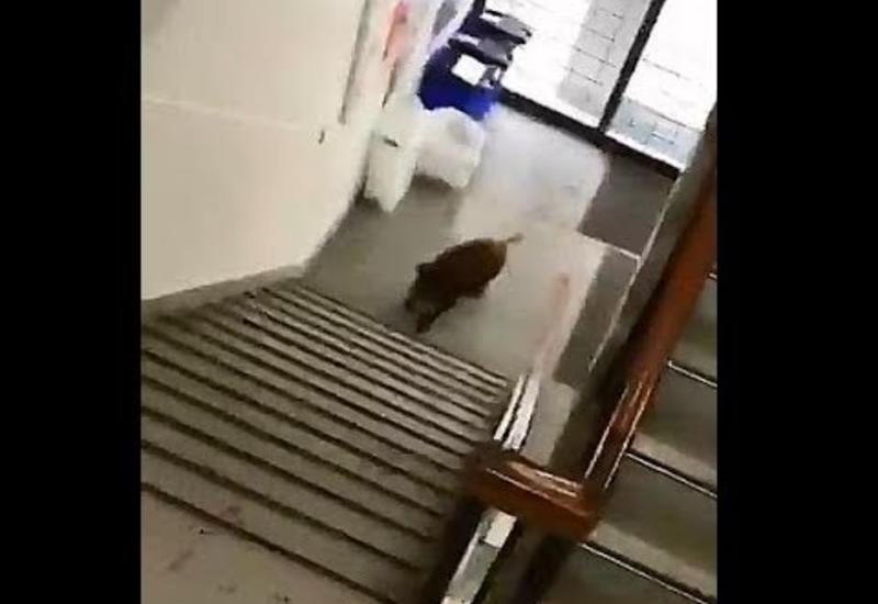 "Захват" японской школы кабанами попал на камеры