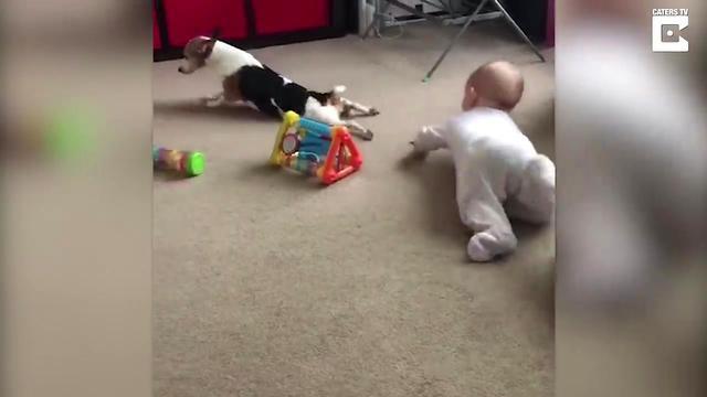 Пес старательно учит ребенка ползать