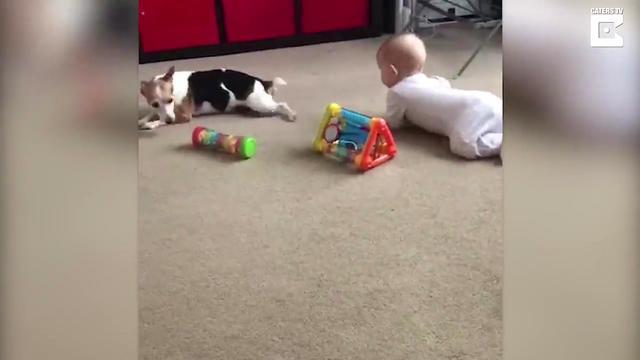 Пес старательно учит ребенка ползать