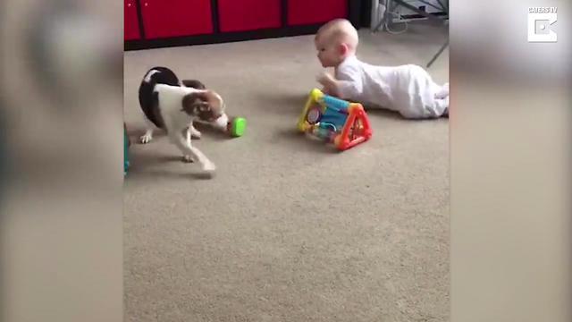 Пес старательно учит ребенка ползать