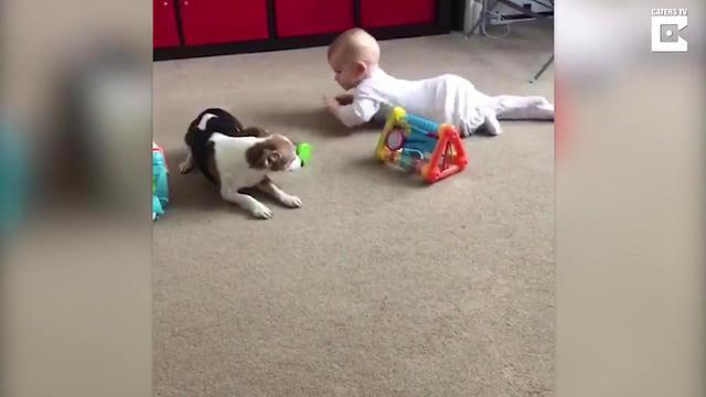 Пес старательно учит ребенка ползать