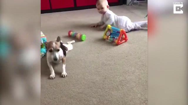 Пес старательно учит ребенка ползать