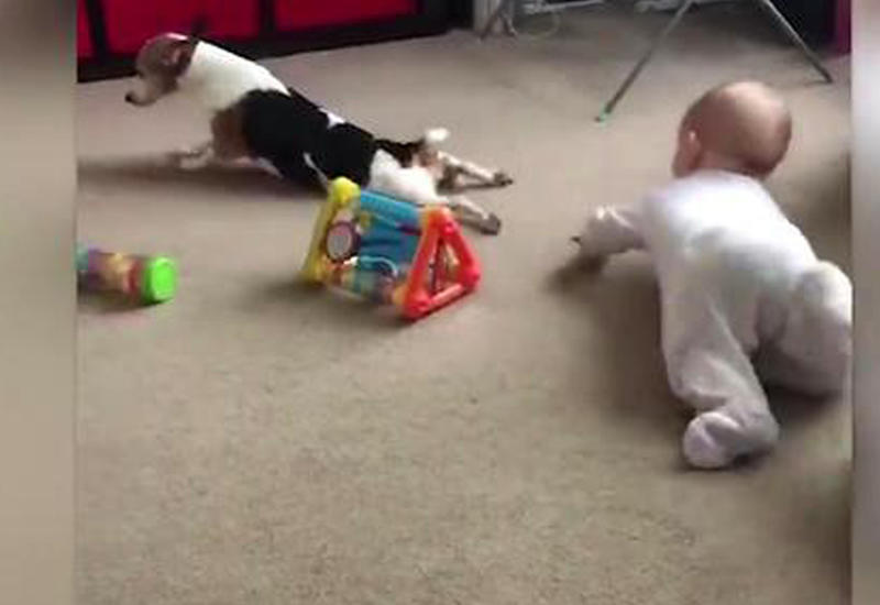 Пес старательно учит ребенка ползать