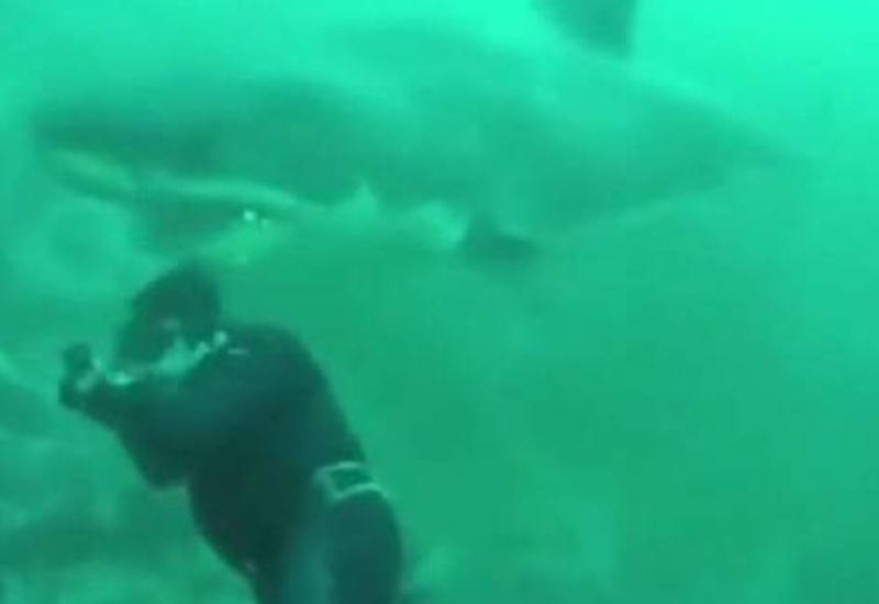 Белая акула чуть не откусила голову водолаза
