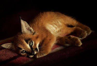 Эти редчайшие котята стоимостью 11 000 $ — наимилейшие существа в мире!