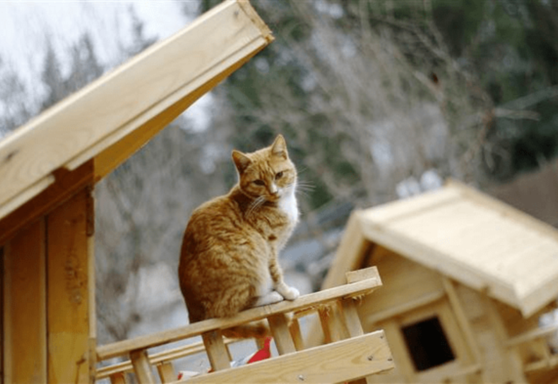 В Турции построят деревню для кошек