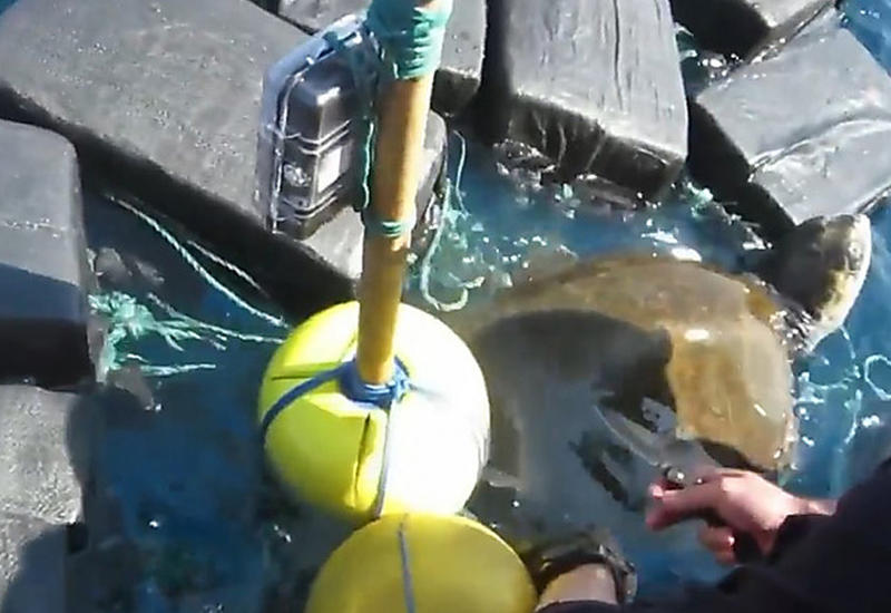 Черепаха застряла в 800 килограммах кокаина