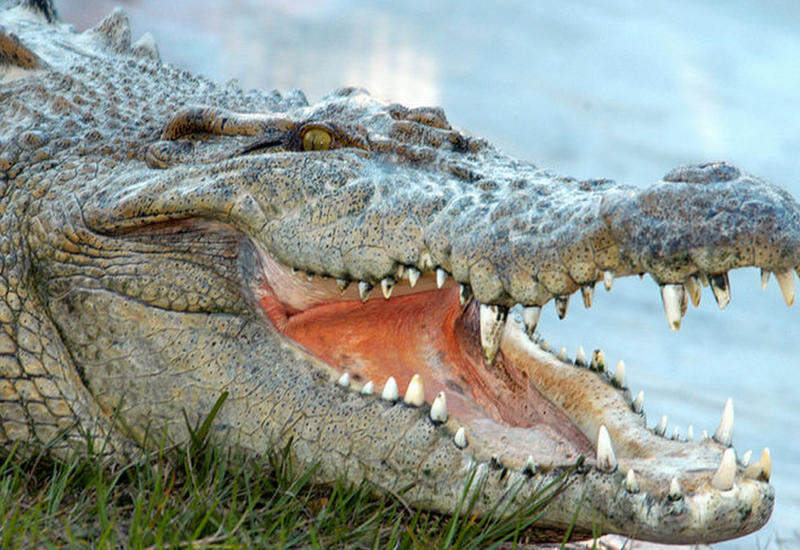 В США аллигатор запрыгнул в лодку с туристами