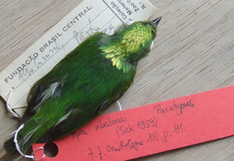 Ученые нашли в лесах Амазонии первый гибридный вид птиц