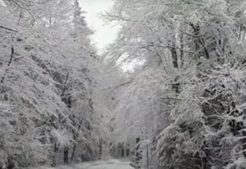 Зима превратила лесную дорогу в декорацию из волшебной сказки
