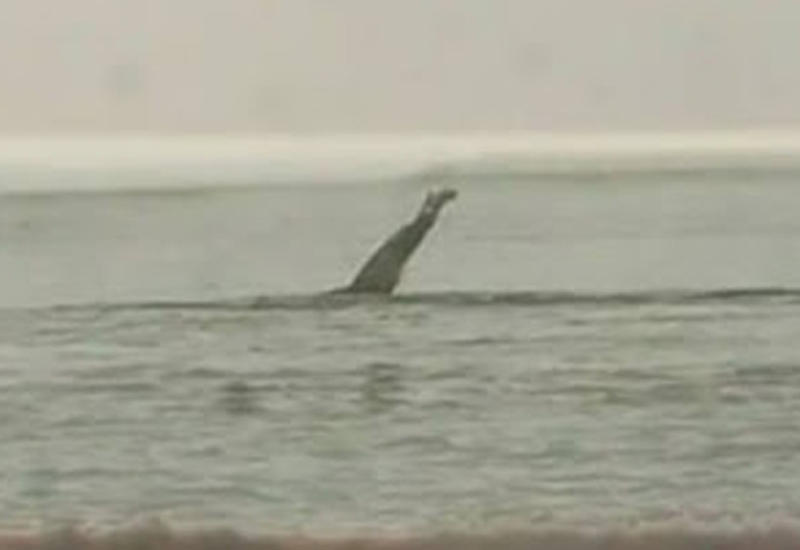 Лохнесское чудовище сняли на видео в Албании