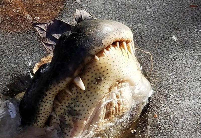 В одном из штатов США аллигаторы вмерзли в лед