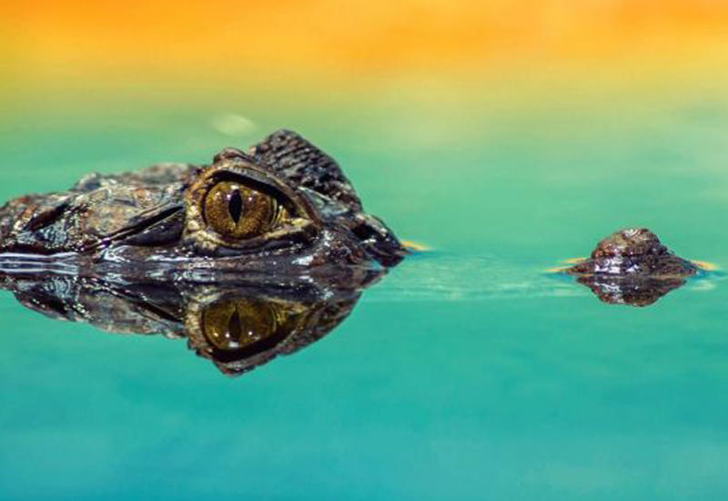 Замерзшие в Северной Каролине аллигаторы освободились ото льда