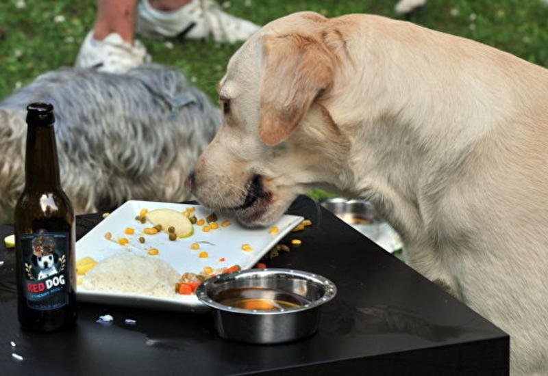 Ученые рассказали об опасности сырого мяса для собак и кошек