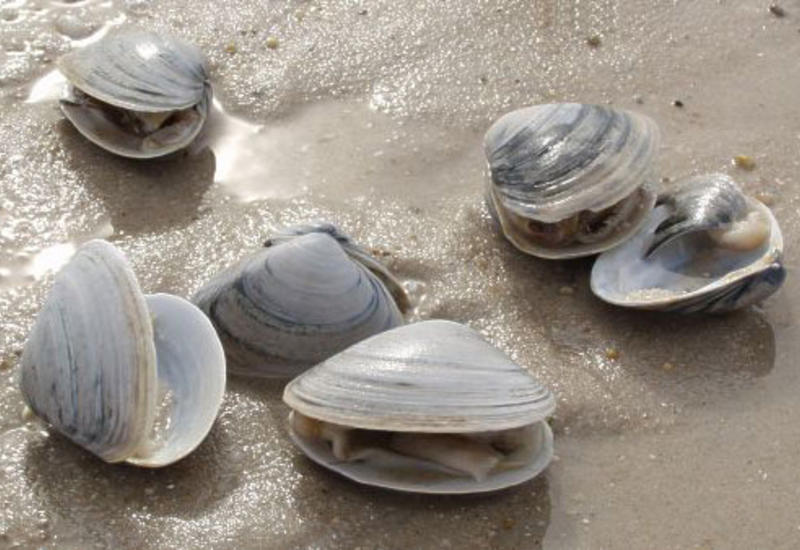 Ученые бьют тревогу: потепление уничтожает этого моллюска