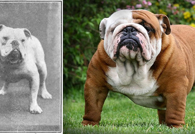 К чему привели 100 лет "улучшения" породистых собак