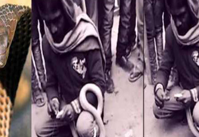 Парень погиб от укуса кобры, которой он ранее зашил рот