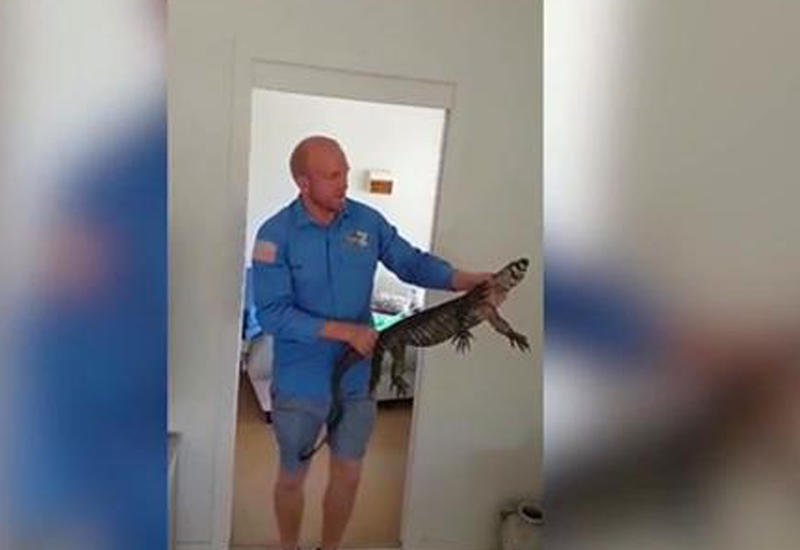 Полутораметровую игуану поймали под детской кроватью