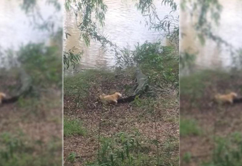 Схватка собаки и крокодила попала на камеры