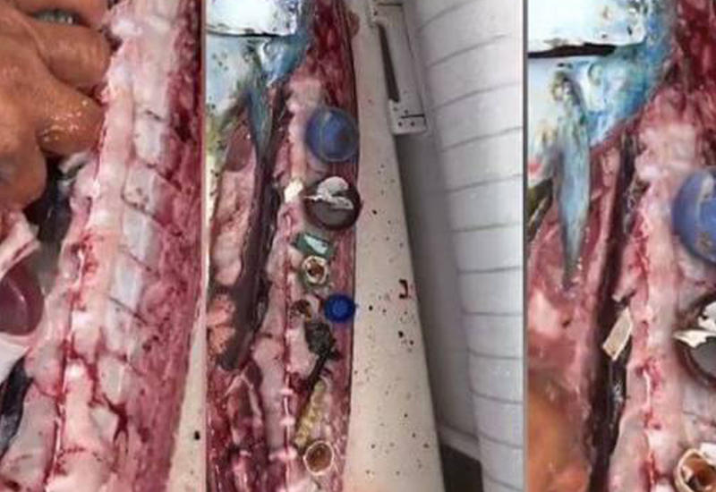 Рыбак поймал рыбу с необычным "багажом" внутри