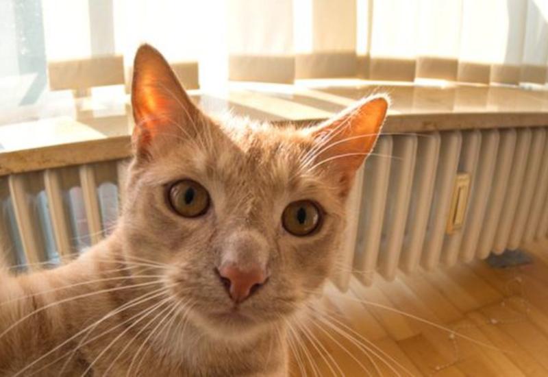 Интересное открытие: кошки тоже бывают правшами и левшами